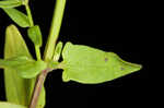 South Americn skullcap